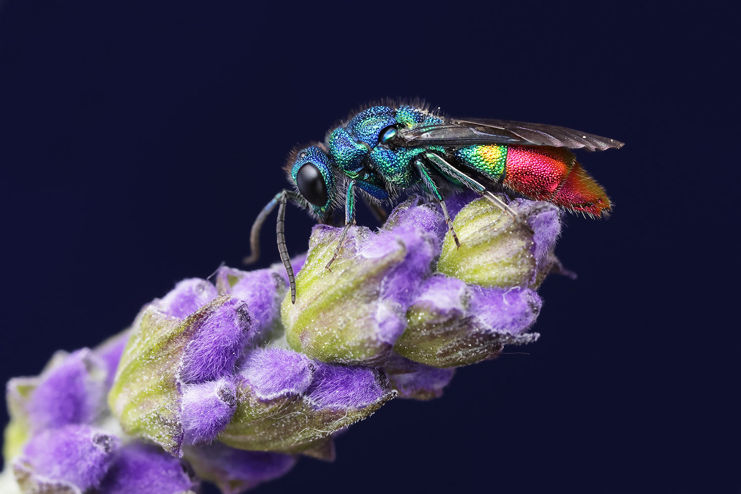 Cuckoo wasp / zlatěnka (Chrysis fulgida)
