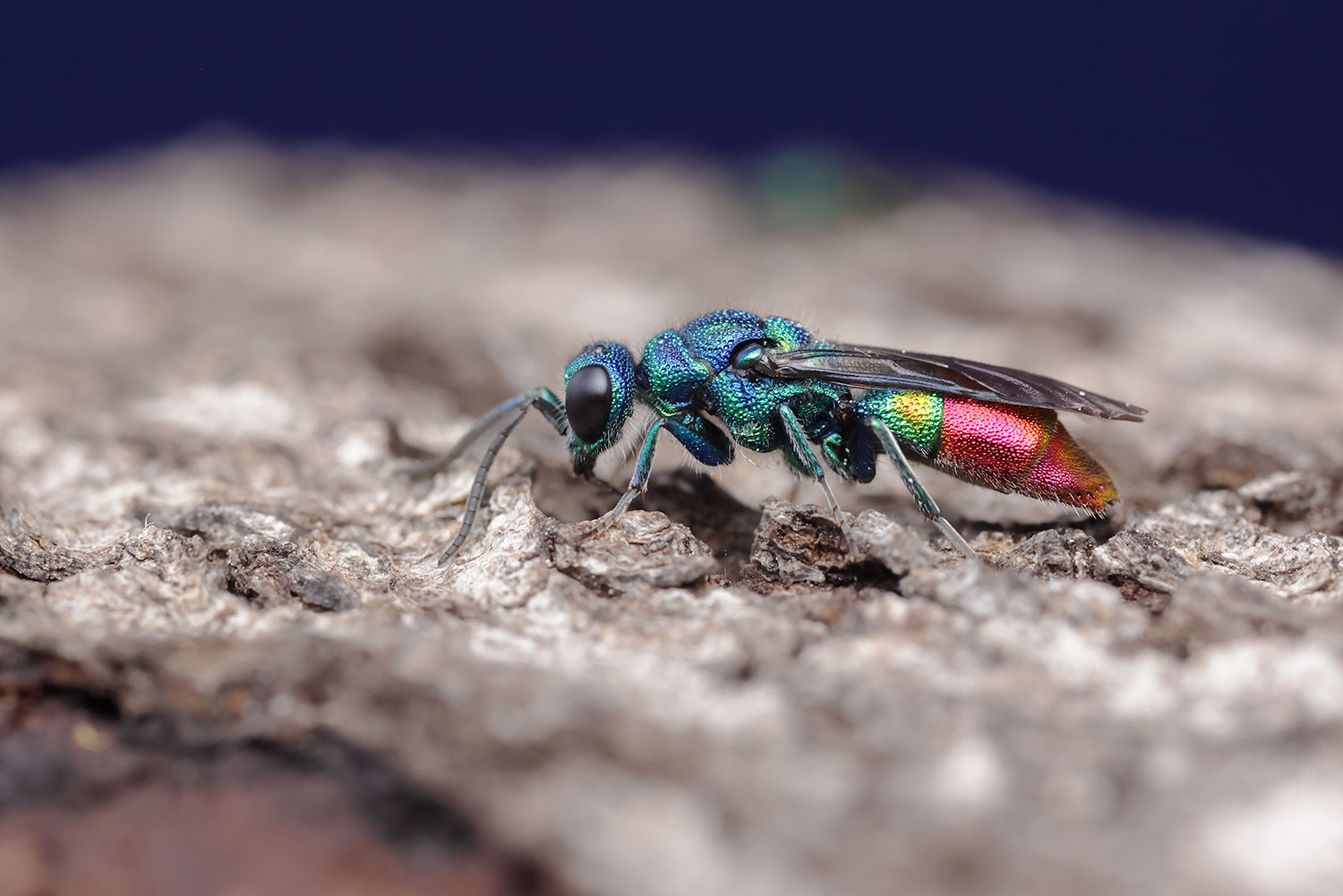 Cuckoo wasp / zlatěnka (Chrysis fulgida)