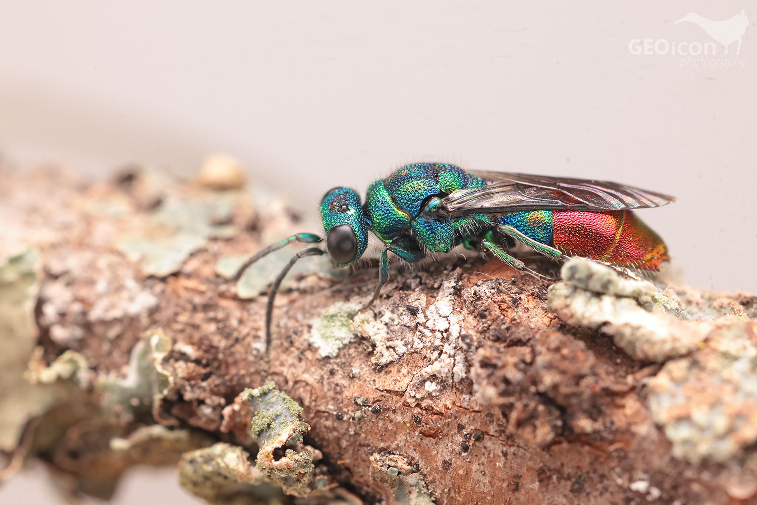 Chrysis immaculata