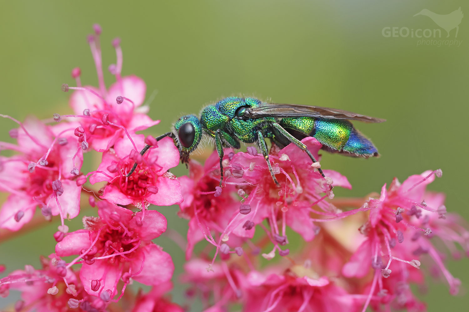 Chrysis iris
