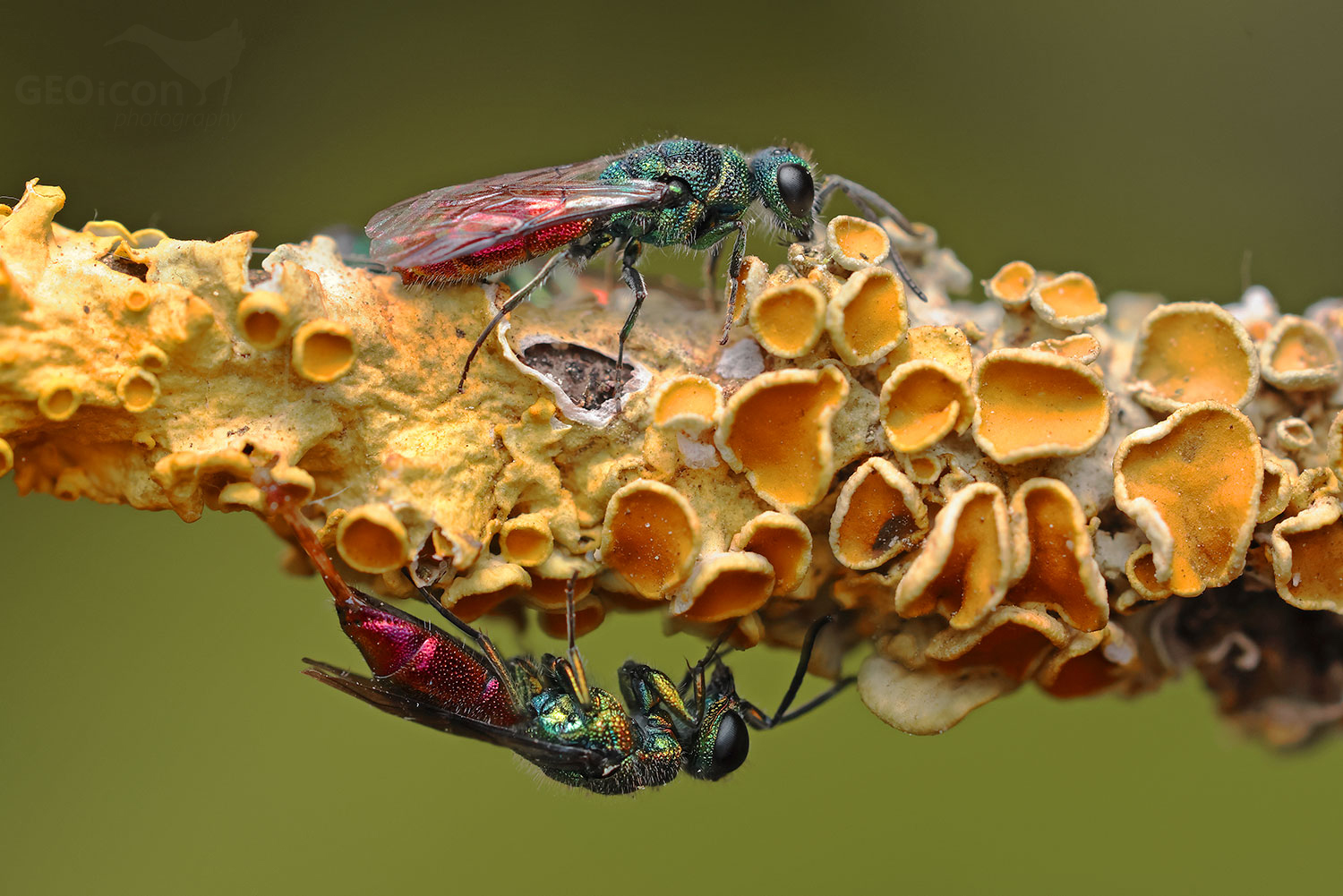 Chrysis pseudobrevitarsis