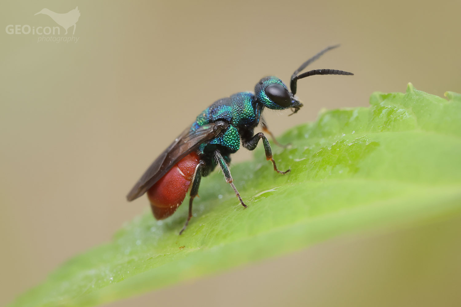 Hedychridium roseum
