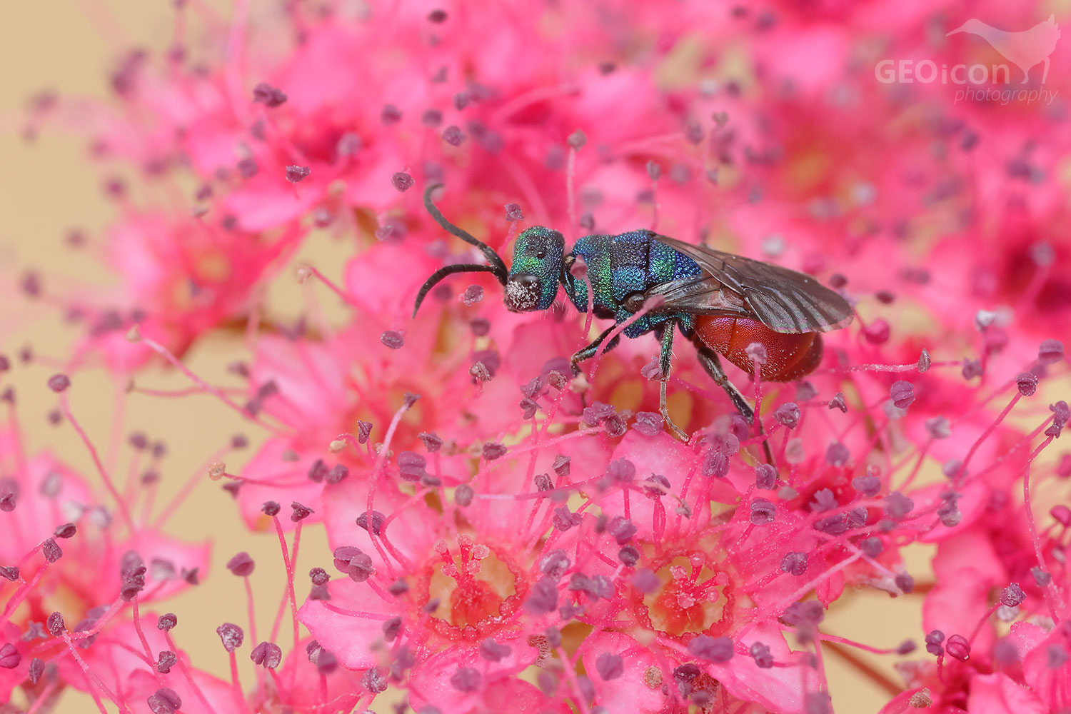 Cuckoo wasp / zlatěnka (Hedychridium chloropygum)