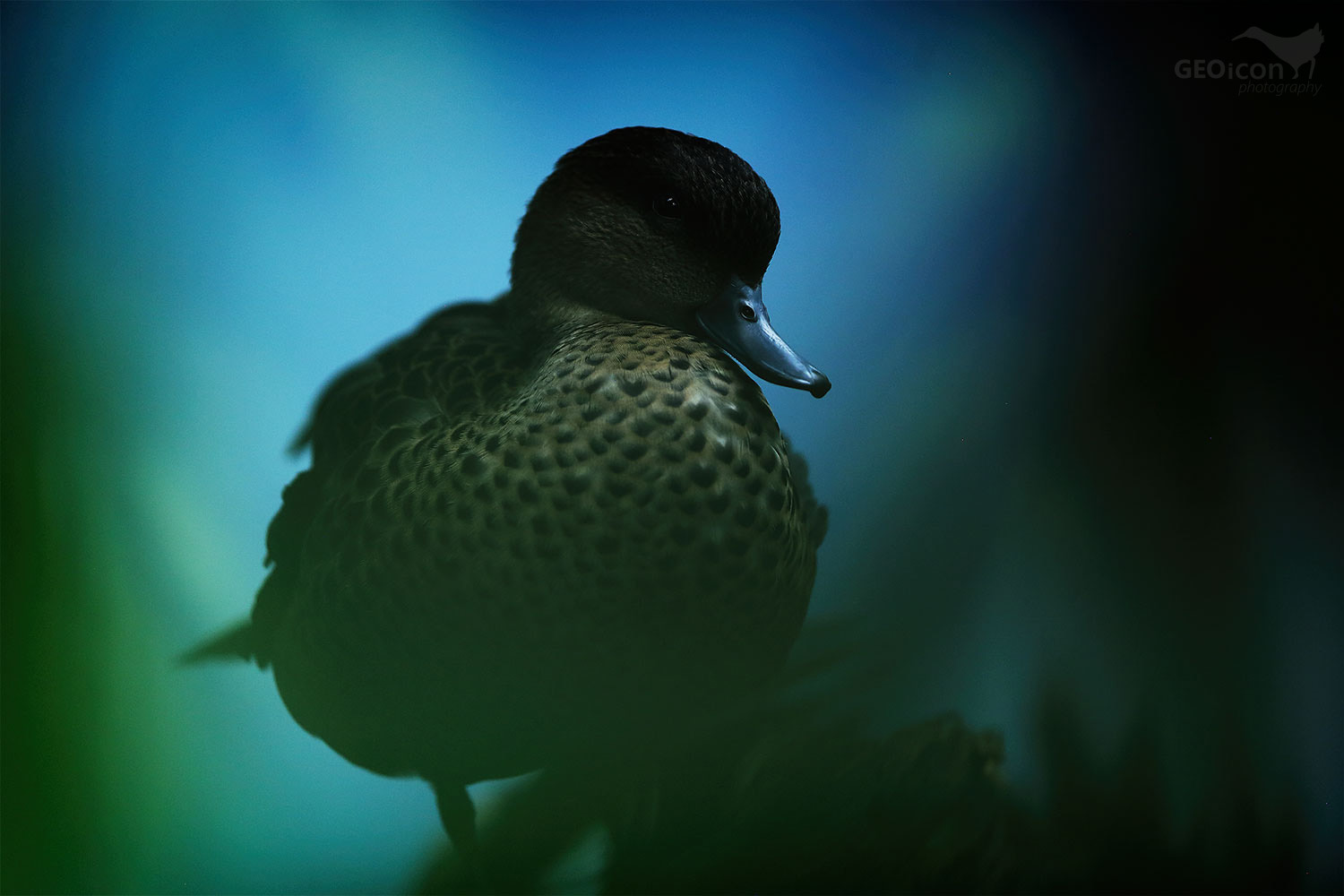 Grey teal / čírka štíhlá (Anas gracilis)