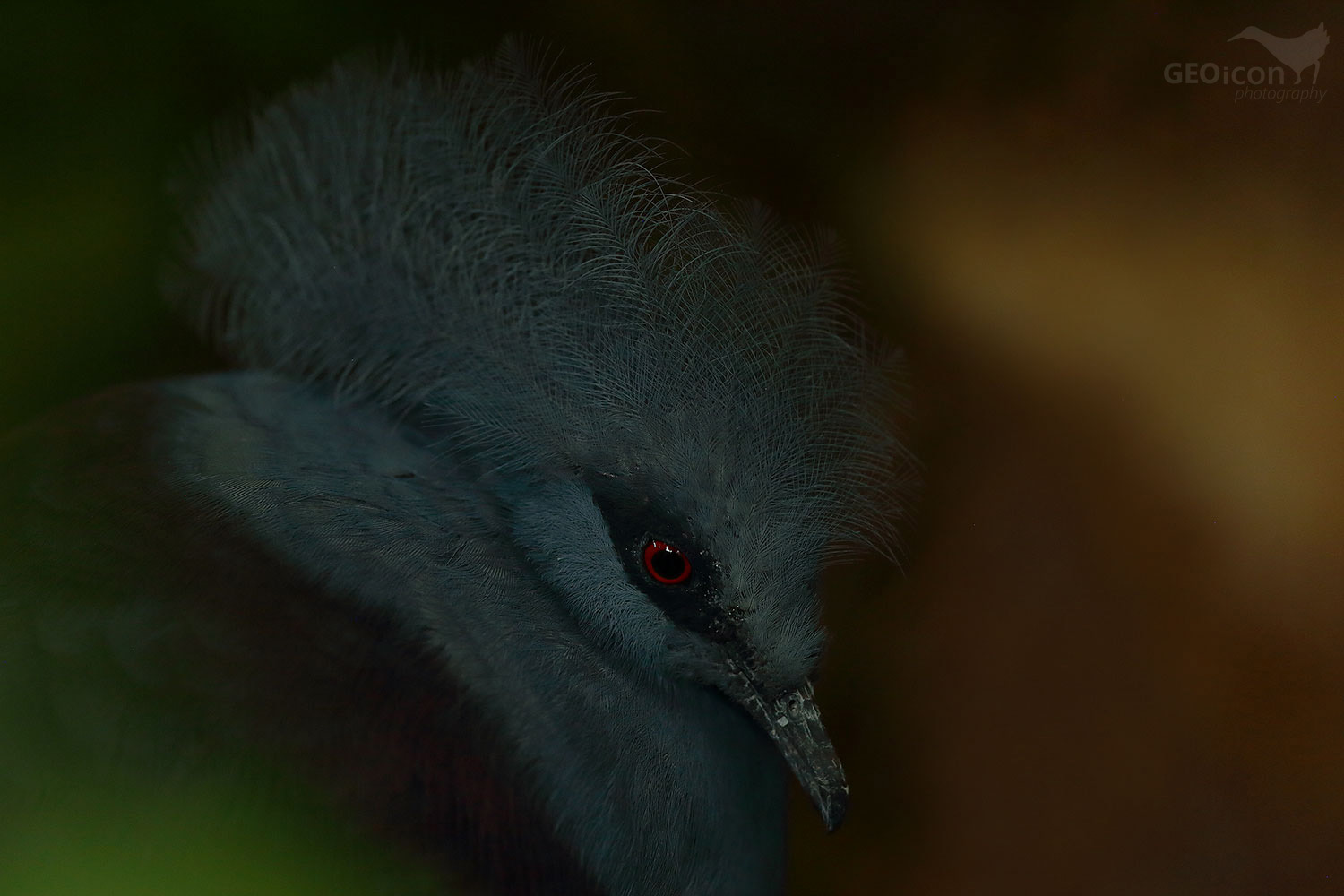 Western crowned pigeon / korunáč šedomodrý (Goura cristata)