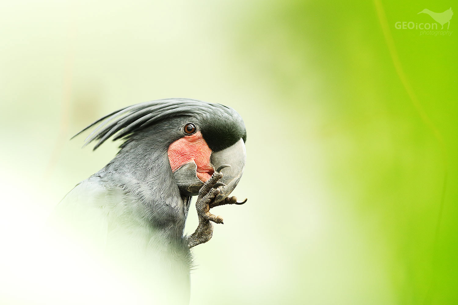 Palm cockatoo / kakadu palmový (Probosciger aterrimus)