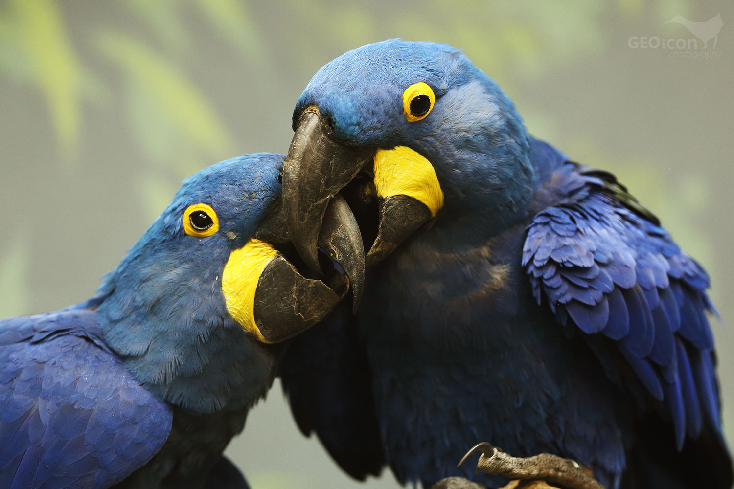 Hyacinth macaw / ara hyacintový (Anodorhynchus hyacinthinus)