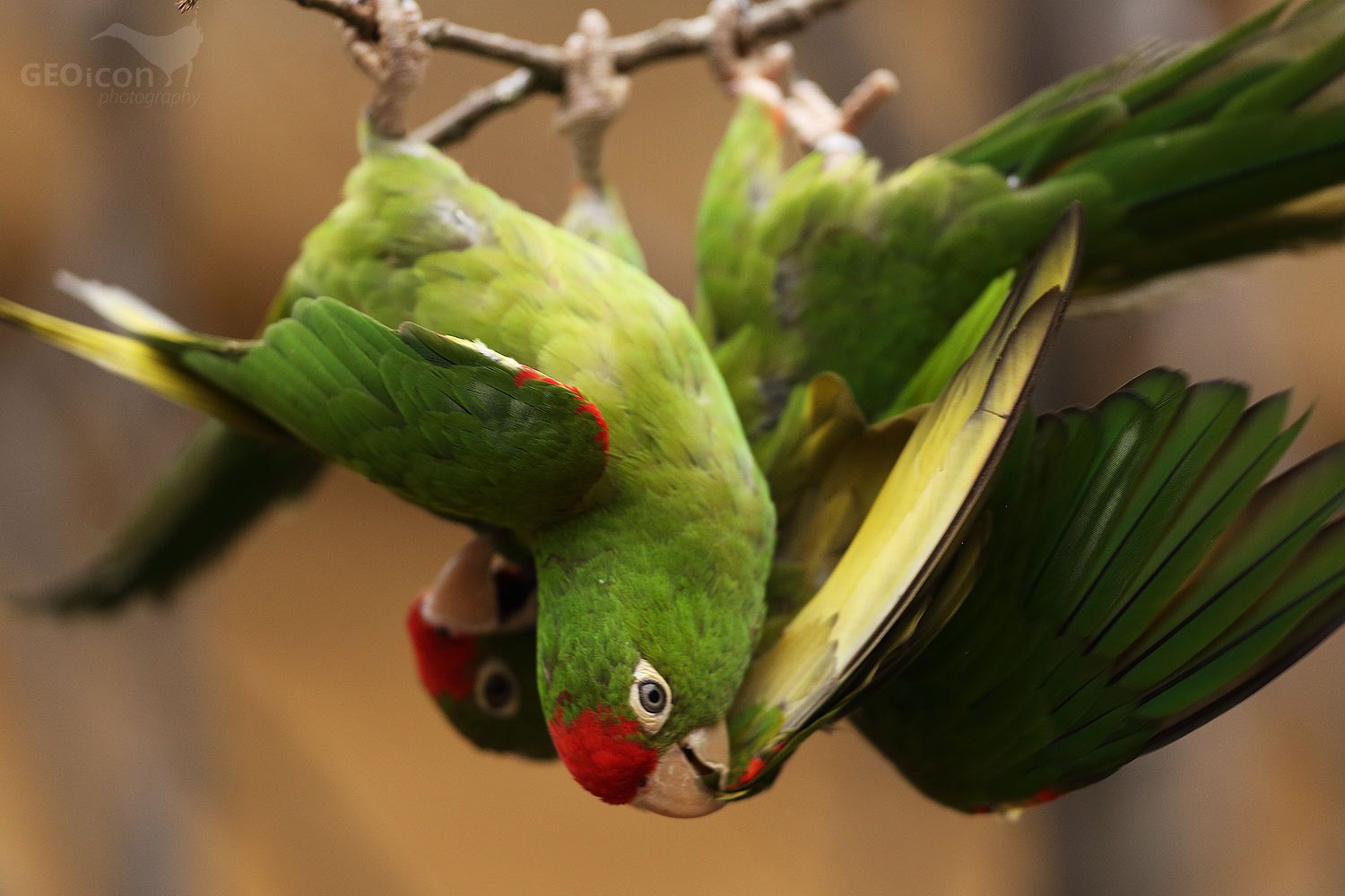 Cordilleran parakeet / aratinga andský (Psittacara frontatus)