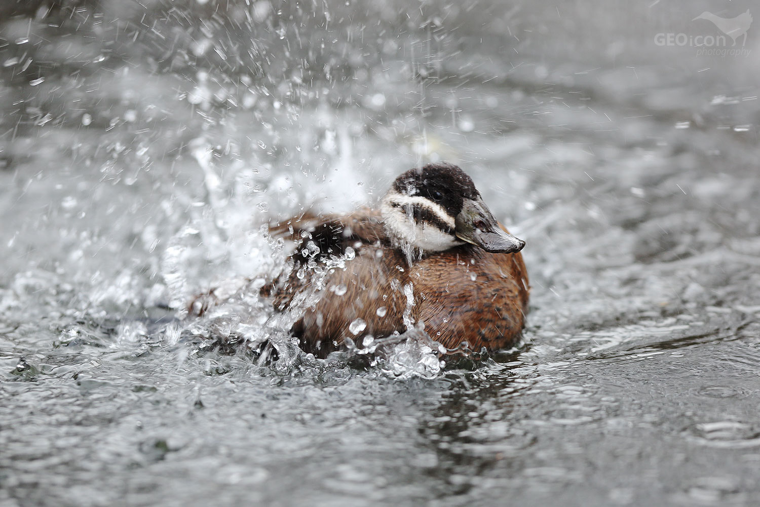 Ruddy duck /  kaštanová (Oxyura jamaicensis)