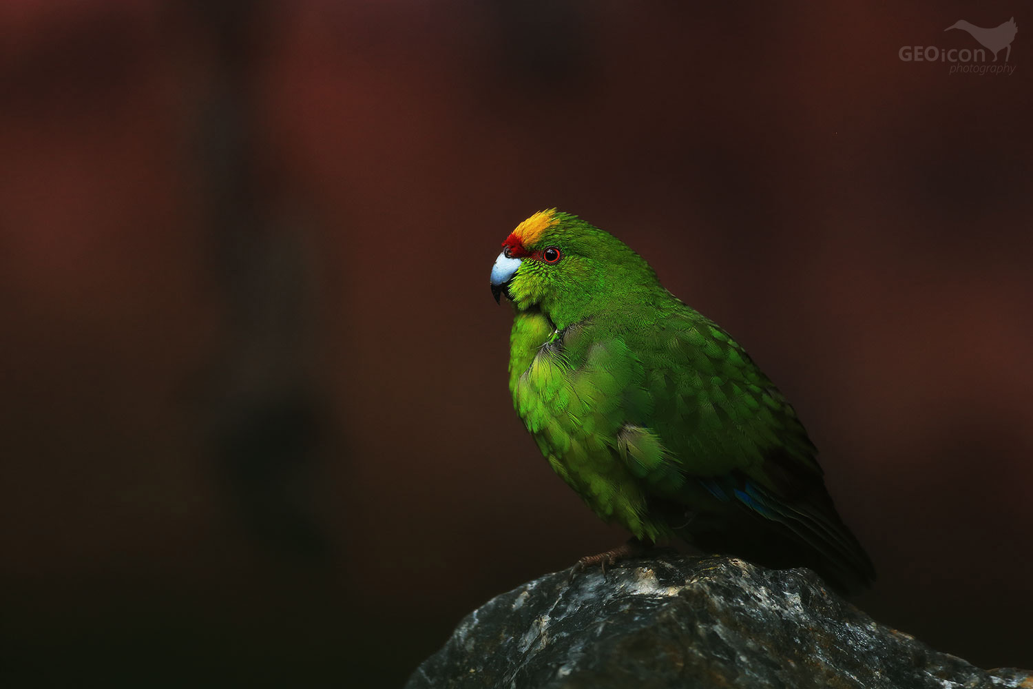 Yellow-fronted parakeet / kakariki žlutočelý (Cyanoramphus novaezelandiae)
