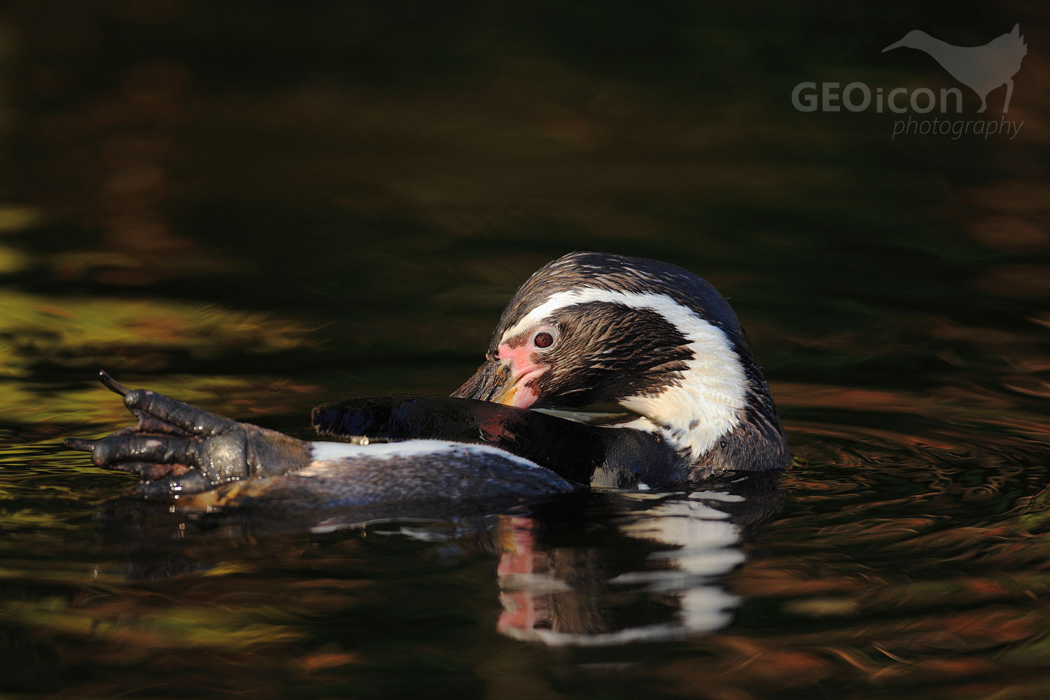 Humboldt penguin / tučňák Humboldtův (Spheniscus humboldti)