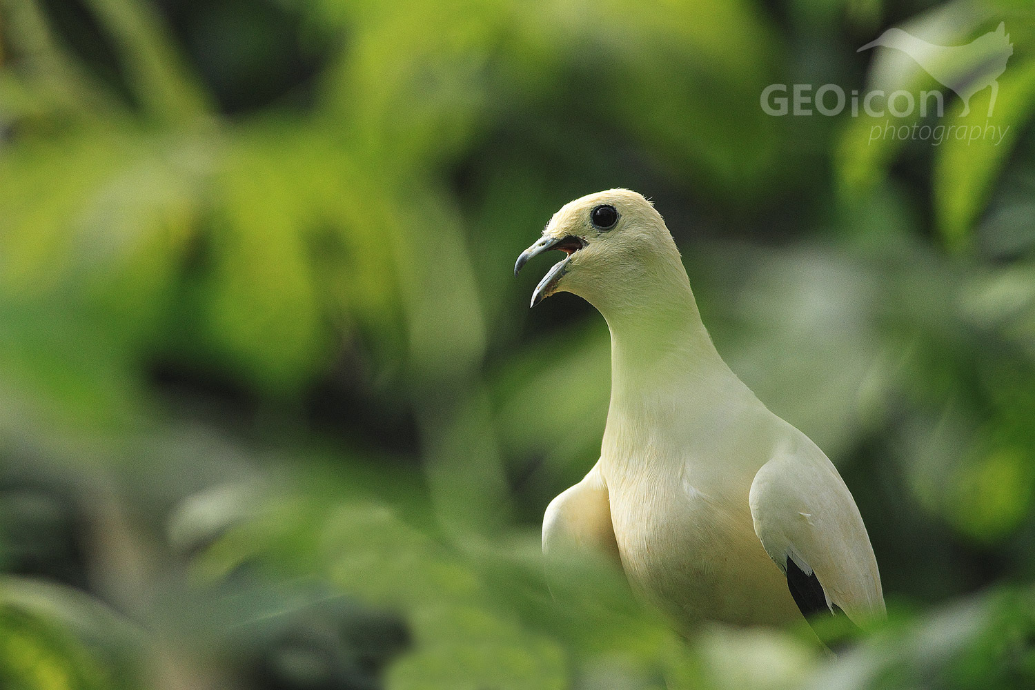 Pied imperial pigeon / holub dvoubarvý (Ducula bicolor)