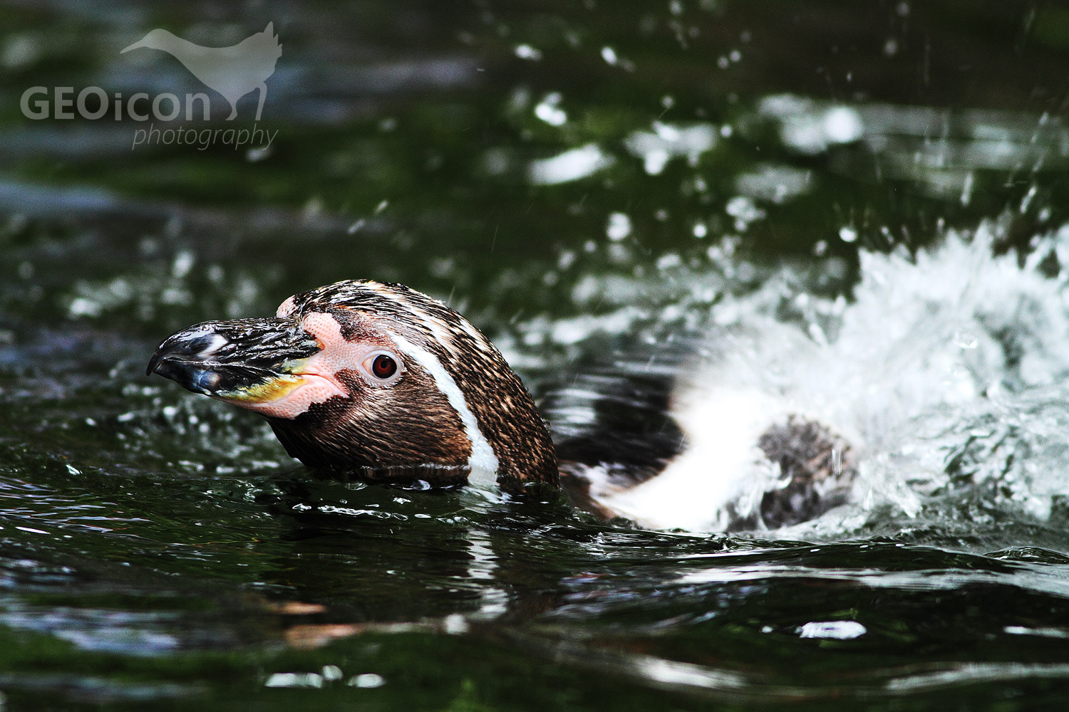 Humboldt penguin / tučňák Humboldtův (Spheniscus humboldti)