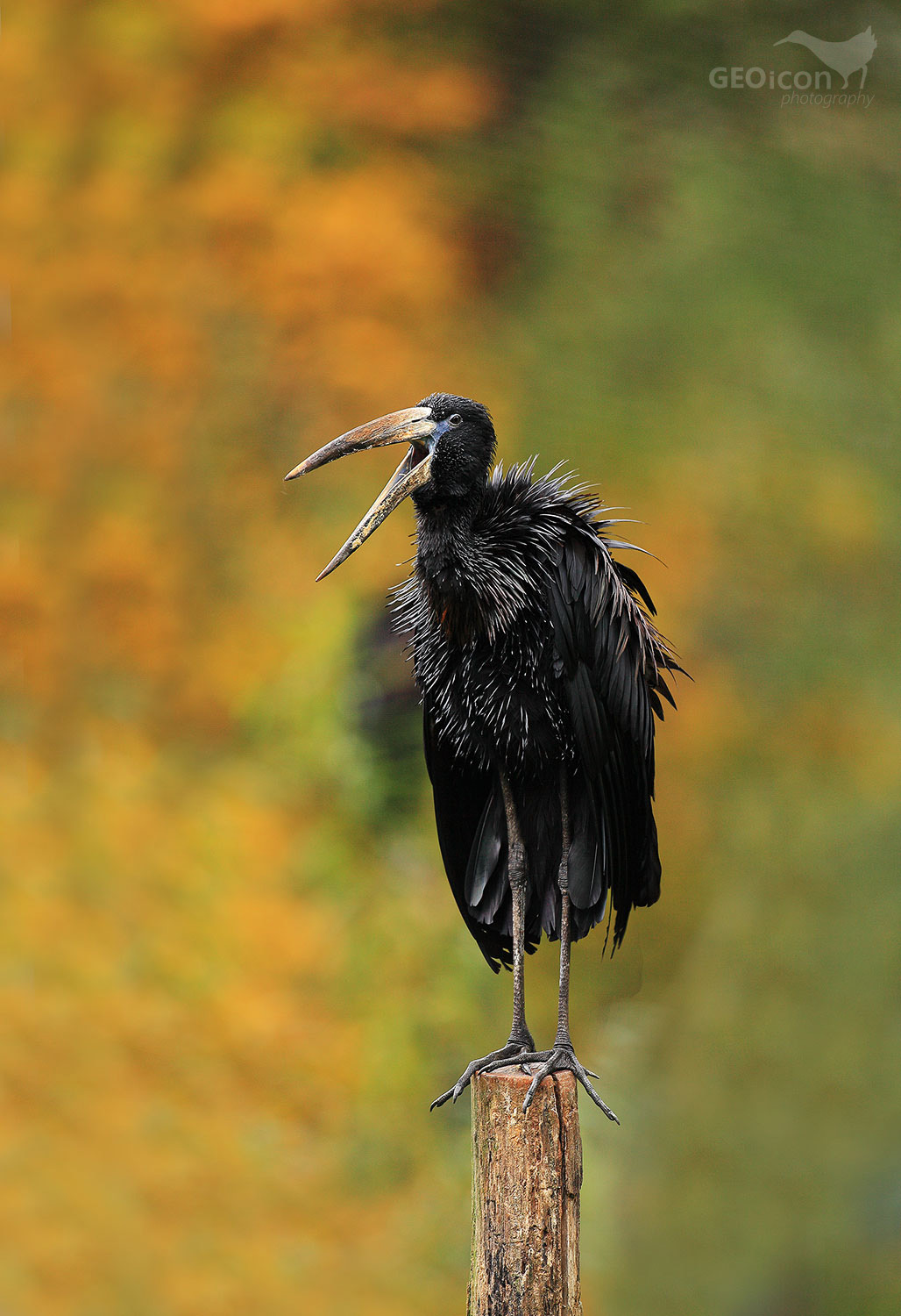 African openbill / zejozob africký (Anastomus lamelligerus)