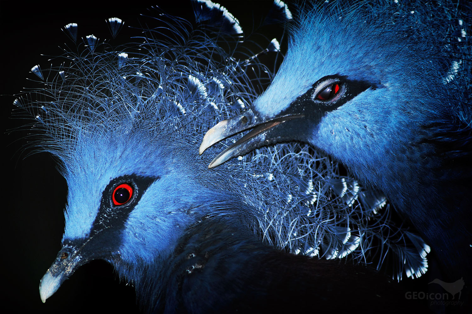 Victoria crowned pigeon / korunáč vějířový (Goura victoria)