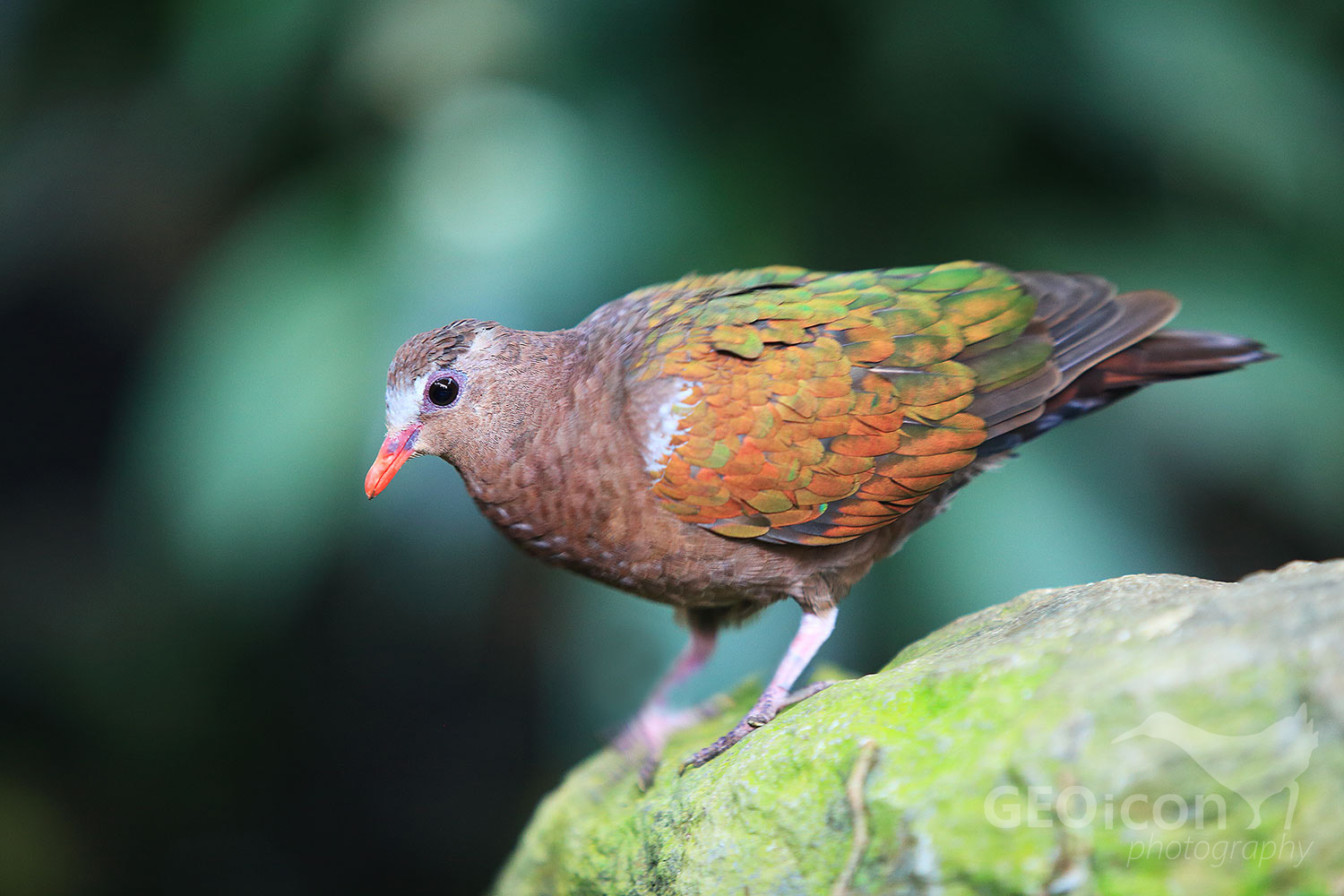 Christmas emerald dove / holub zelenokřídlý (Chalcophaps indica natalis)