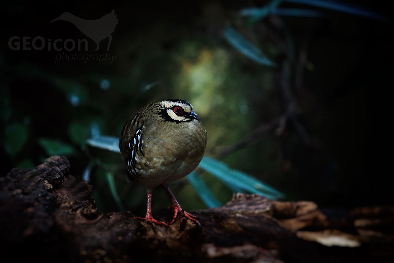 Bar-backed partridge / koroptev hnědoprsá (Arborophila brunneopectus)